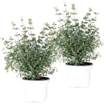 Lot de 2 - eucalyptus gunnii - gommier - arbuste - persistant - ?17 cm - 40 - 50 cm Lot de 2 - eucalyptus gunnii - gommier - arbuste - persistant - ?17 cm - 40 - 50 cm