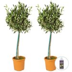 Lot de 2 - olea europaea - olivier sur tige - plantes de jardin - r�sistant au gel - engrais inclus - ...
