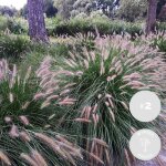 Bloomique - lot de 2 - pennisetum hameln - herbe aux couvillons - herbe ornementale - plantes de jardin ...