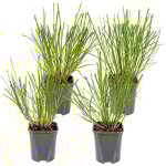 Bloomique - lot de 4 - pennisetum alopecuroides hameln - herbe aux couvillons - herbe ornementale - ...