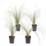 Lot de 4 - stipa tenuissima ponytails - herbe aux cheveux d'ange - herbe ornementale - plantes de jardin ... Lot de 4 - stipa tenuissima ponytails - herbe aux cheveux d'ange - herbe ornementale - plantes de jardin ...
