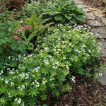 Bloomique - lot de 6 - galium odoratum - asp�rule odorante - floraison abondante - rustique - vivace ...