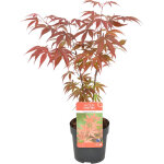 Bloomique - acer palmatum atropurpureum - �rable du japon - feuillage pourpre - r�sistant au froid - ...