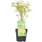 Bloomique - acer palmatum 'butterfly' - �rable du japon - feuillage panach� - r�sistant au froid - 20 ...