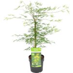 Bloomique - acer palmatum emerald lace - Érable du japon - feuillage vert - plantes de jardin - résistant ... Bloomique - acer palmatum emerald lace - Érable du japon - feuillage vert - plantes de jardin - résistant ...
