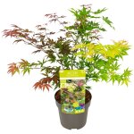Bloomique - acer palmatum 'festival' - �rable du japon - feuilles 3 couleurs dans 1 plante - plantes ...