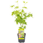 Bloomique - acer palmatum 'going green' - �rable du japon - feuillage vert - r�sistant au froid - 20 ...