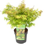 Bloomique - acer palmatum little princess - rable du japon - plantes de jardin - rsistant au gel - ...