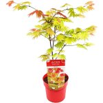 Bloomique - acer shirasawanum 'moonrise' - Érable du japon - plantes de jardin - résistant au gel - 50 ... Bloomique - acer shirasawanum 'moonrise' - Érable du japon - plantes de jardin - résistant au gel - 50 ...