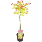 Bloomique - acer shirasawanum 'moonrise' - rable du japon sur tige - arbre - rsistant au gel - 80 - ...
