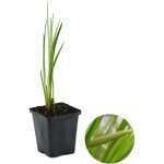 Bloomique - acorus calamus - acore odorant - plantes de bassin - rustique - hauteur 10 - 20 cm - pot ...