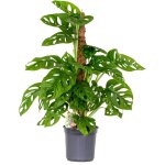 Bloomique - monstera adansonii avec tuteur - plante 'monkey leaf' - d�polluante - facile � entretenir ...