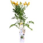 Bloomique - campsis radicans 'flava' - bignone jaune - plantes grimpantes - plantes de jardin - rustiques ...