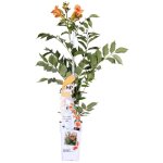 Bloomique - campsis radicans 'galen' - bignone orange - grimpante - plante de jardin - rustique - 50 ...