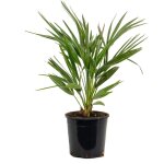 Bloomique - chamaerops humilis - palmier nain européen - palmier rustique - plantes de jardin - hauteur ... Bloomique - chamaerops humilis - palmier nain européen - palmier rustique - plantes de jardin - hauteur ...
