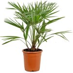Bloomique - chamaerops humilis - palmier nain européen - palmier rustique - plantes de jardin - hauteur ... Bloomique - chamaerops humilis - palmier nain européen - palmier rustique - plantes de jardin - hauteur ...