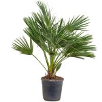 Bloomique - chamaerops humilis - palmier nain européen - palmier rustique - plantes de jardin - hauteur ... Bloomique - chamaerops humilis - palmier nain européen - palmier rustique - plantes de jardin - hauteur ...