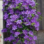Bloomique - clematis 'the president' - cl�matite violette - plantes grimpantes - plantes de jardin - ...