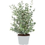 Eucalyptus gunnii - gommier - arbuste - persistant - ?17 cm - hauteur 40 - 50 cm Eucalyptus gunnii - gommier - arbuste - persistant - ?17 cm - hauteur 40 - 50 cm