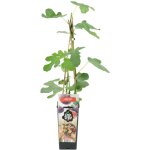 Bloomique - ficus carica 'brown turkey' - figuier - arbres fruitiers - plantes de jardin - rsistant ...