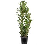 Bloomique - laurus nobilis - laurier vrai - plante de laurier - plantes de jardin - rustique - hauteur ...