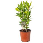 Bloomique - laurus nobilis - laurier vrai - plante de laurier - plantes de jardin - rustique - hauteur ... Bloomique - laurus nobilis - laurier vrai - plante de laurier - plantes de jardin - rustique - hauteur ...