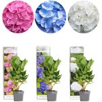 Bloomique - m�lange de 3 - hydrangea macrophylla ? rose, bleu, blanc ? hortensia ? hortensia commun ? ...