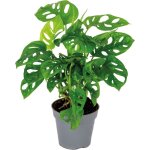 Bloomique - monstera adansonii - monkey leaf - plante grimpante - d�polluante - 20 - 30 cm de haut - ...