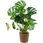 Bloomique - monstera deliciosa - plante � trous - plante d?int�rieur - d�polluante - facile � entretenir ...