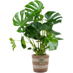 Bloomique - monstera deliciosa - plante � trous - plante d'int�rieur - d�polluante - facile � entretenir ...