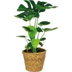Bloomique - monstera deliciosa - plante � trous - plante d?int�rieur - d�polluante - facile d?entretien ...