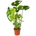 Monstera deliciosa - plante � trous - d�polluante - facile � entretenir - 50 - 60 cm de haut - pot 17 ...