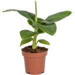 Bloomique - musa dwarf cavendish - bananier nain - plante d'int�rieur - d�polluante - sans danger pour ...