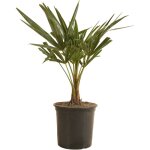 Bloomique - trachycarpus fortunei ? palmier chanvre ? palmier rustique ? plantes de jardin ? 50 - 70 ...