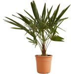 Bloomique - trachycarpus fortunei - palmier ventail chinois - palmier rustique - plantes de jardin - ...