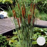 Bloomique - typha latifolia - grand massette - cigare des marais - plantes de bassin - r�sistante au ...