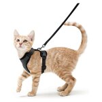 Blue dream - harnais pour chat laisse pour petit chien harnais pour chaton rglable noir xs