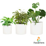 Blumfeldt - pot de fleurs gendt cache - pot lot de 3 tailles s / m / l ciment fibre de verre intrieur ...