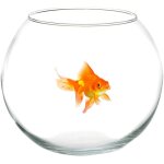 Bocal � poissons en verre 35 cm aquarium poisson rouge centre de table