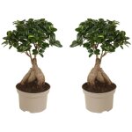 Bonsa�, ficus microcarpa, 2pcs. , hauteur 30cm