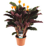 Calathea crocata - flamme �ternelle - plantes d'int�rieur - d�polluante - floraison - facile d'entretien ...