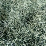 Calocephalus plante en pot vivace 10, 5cm