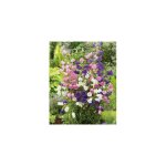 Campanule medium melange plante vivace - 3 godets