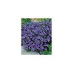 Campanule muralis plante vivace - 3 godets Campanule muralis plante vivace - 3 godets