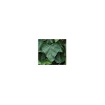 Il campo - feuilles de lierre de remplacement pour haie artificielle - 20 pièces Il campo - feuilles de lierre de remplacement pour haie artificielle - 20 pièces