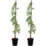 Bignone  trompettes - set de 2 - campis radicans 'flava' - h110 - 120cm - ?17cm