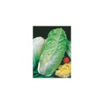 Chicoree sauvage pain de sucre - 6 g - graines Chicoree sauvage pain de sucre - 6 g - graines