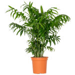 Bloomique - chamaedorea elegans - palmier nain mexicain - plantes d'intérieur - dépolluantes - sans danger ... Bloomique - chamaedorea elegans - palmier nain mexicain - plantes d'intérieur - dépolluantes - sans danger ...