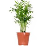 Chamaedorea elegans - palmier nain mexicain - plante d'intrieur - dpolluante - sans danger pour les ...