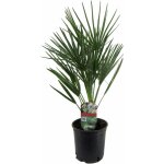 Palmier nain - chamaerops humilis - hauteur 50 - 60cm - ?15cm Palmier nain - chamaerops humilis - hauteur 50 - 60cm - ?15cm